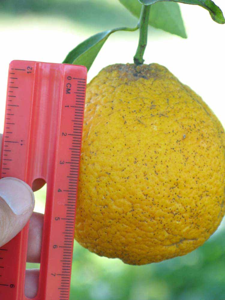            Fruit (Winter Haven, FL)   